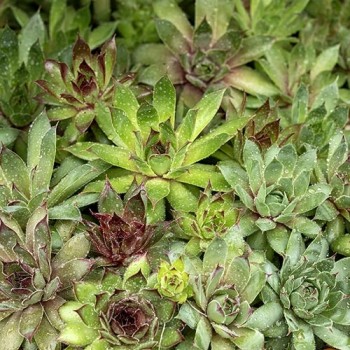 Sempervivum hybride