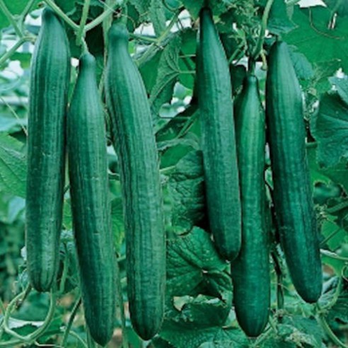 Hangen Sandalen heet Komkommer zaden kopen? Alle groentezaden snel bezorgd | 123zaden